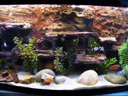 Rated #71: 72 Gallons Freshwater Fish Tank - My fish tank Rated #71: 72 Gallons Freshwater Fish Tank - My fish tank