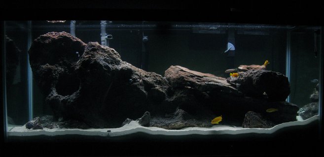 Rated #75: 75 Gallons Freshwater Fish Tank - This is my first African Cichlid tank. The fish are lake Malawi species with the exception of 2 Bushy Nose Plecs. I used about 150 lbs. of lace rock for all the caves and 120 Ibs. of Aragonite substrate. Photo taken about a month after setup. Rated #75: 75 Gallons Freshwater Fish Tank - This is my first African Cichlid tank. The fish are lake Malawi species with the exception of 2 Bushy Nose Plecs. I used about 150 lbs. of lace rock for all the caves and 120 Ibs. of Aragonite substrate. Photo taken about a month after setup.