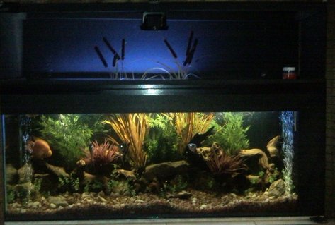 Rated #74: 100 Gallons Freshwater Fish Tank - 1.5 m outdoor archer tank Rated #74: 100 Gallons Freshwater Fish Tank - 1.5 m outdoor archer tank