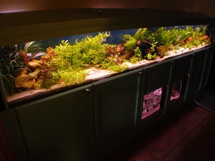 Rated #63: 90 Gallons Freshwater Fish Tank - A different angle shot of the main tank. Rated #63: 90 Gallons Freshwater Fish Tank - A different angle shot of the main tank.