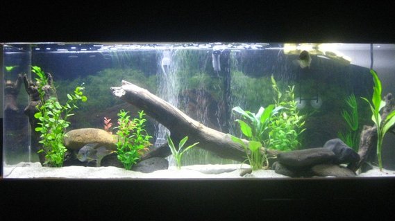 Rated #97: 65 Gallons Freshwater Fish Tank - Larger mouth bass, Jack Dempsey, North American pond Turtle Rated #97: 65 Gallons Freshwater Fish Tank - Larger mouth bass, Jack Dempsey, North American pond Turtle