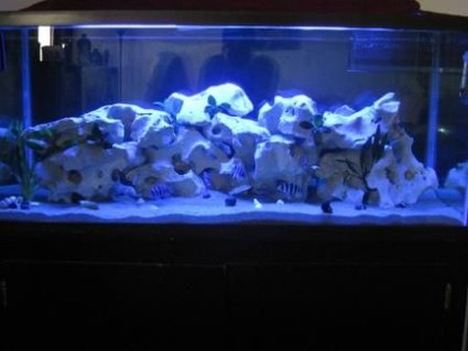 Rated #96: 75 Gallons Freshwater Fish Tank - Moon Lighting Rated #96: 75 Gallons Freshwater Fish Tank - Moon Lighting