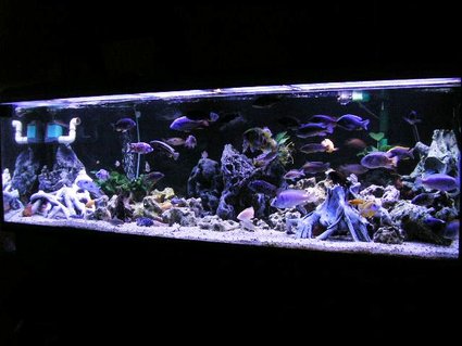 Rated #1: 200 Gallons Freshwater Fish Tank - 200 gal Mixed Rift lake tank. Rated #1: 200 Gallons Freshwater Fish Tank - 200 gal Mixed Rift lake tank.