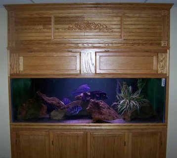 Rated #59: 190 Gallons Freshwater Fish Tank - I have 190 gallon tank that is 72x24x26 that has a 3 Rated #59: 190 Gallons Freshwater Fish Tank - I have 190 gallon tank that is 72x24x26 that has a 3" reveal threw the wall into the room. It is on a 30" high stand and it has a canapy that goes from the top of the stand to the ceiling. It is filtered by 2 aquaclear 110 and is lit by two 36" strip. I have a group of 8 moba frontosa with the largest male in the group at around 12".