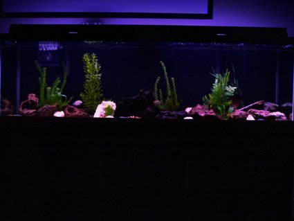 Rated #94: 125 Gallons Freshwater Fish Tank - My 125 at night Rated #94: 125 Gallons Freshwater Fish Tank - My 125 at night