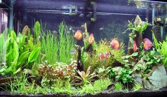 Rated #39: 90 Gallons Freshwater Fish Tank - discus tank Rated #39: 90 Gallons Freshwater Fish Tank - discus tank