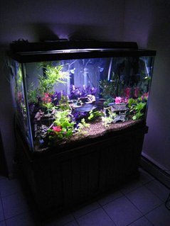 Rated #98: 120 Gallons Freshwater Fish Tank - 120g setup Rated #98: 120 Gallons Freshwater Fish Tank - 120g setup