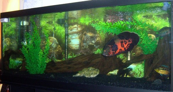 Rated #100: 75 Gallons Freshwater Fish Tank - my 75 gallon Tiger Oscar tank Rated #100: 75 Gallons Freshwater Fish Tank - my 75 gallon Tiger Oscar tank