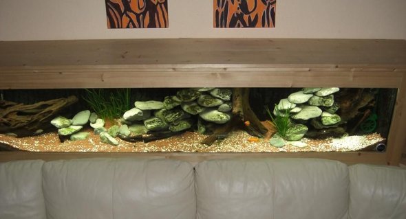 Rated #67: 63 Gallons Freshwater Fish Tank - Tanganyika tank Rated #67: 63 Gallons Freshwater Fish Tank - Tanganyika tank