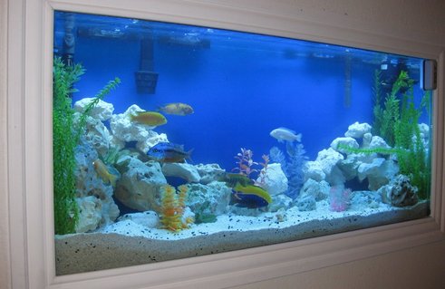 Rated #37: 55 Gallons Freshwater Fish Tank - Side Angle For New Setup 3.09.10 Rated #37: 55 Gallons Freshwater Fish Tank - Side Angle For New Setup 3.09.10