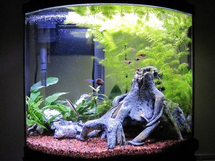 Rated #52: 16 Gallons Freshwater Fish Tank - 3 Months Rated #52: 16 Gallons Freshwater Fish Tank - 3 Months
