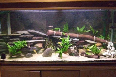Rated #48: 75 Gallons Freshwater Fish Tank - 75gal Lake Malawi Cichlids Rated #48: 75 Gallons Freshwater Fish Tank - 75gal Lake Malawi Cichlids