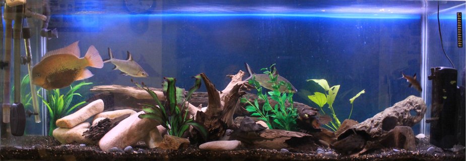 Rated #46: 200 Gallons Freshwater Fish Tank - New setup to make many crevices for my loaches, cichlids and catfish. Rated #46: 200 Gallons Freshwater Fish Tank - New setup to make many crevices for my loaches, cichlids and catfish.