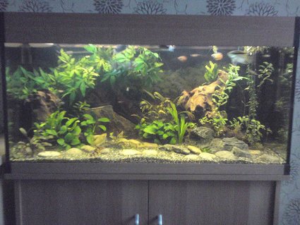 Rated #58: 200 Gallons Freshwater Fish Tank - my tank as it is now. 6 months old. sorry about the poor picture quality! Rated #58: 200 Gallons Freshwater Fish Tank - my tank as it is now. 6 months old. sorry about the poor picture quality!
