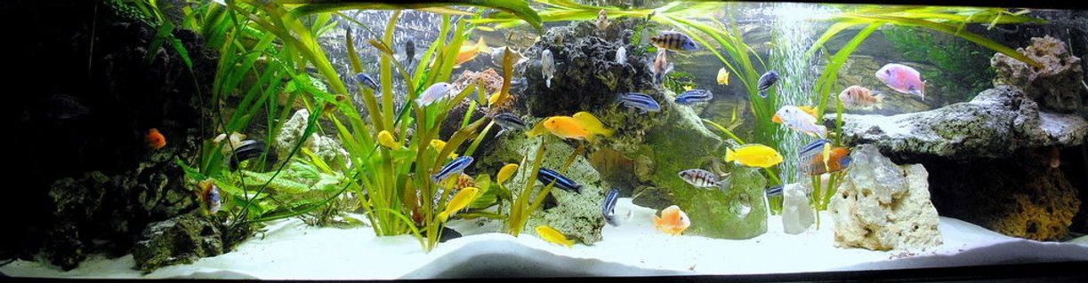 Rated #10: 132 Gallons Freshwater Fish Tank - My best TV chanell Rated #10: 132 Gallons Freshwater Fish Tank - My best TV chanell