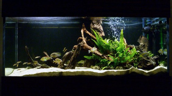 Rated #7: 119 Gallons Freshwater Fish Tank - My South American cichlid tank. Rated #7: 119 Gallons Freshwater Fish Tank - My South American cichlid tank.