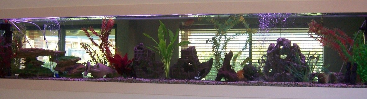 Rated #68: 70 Gallons Freshwater Fish Tank - my 8ft in wall tank! Rated #68: 70 Gallons Freshwater Fish Tank - my 8ft in wall tank!