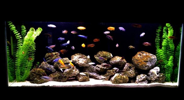 Rated #56: 55 Gallons Freshwater Fish Tank - african cichlid family Rated #56: 55 Gallons Freshwater Fish Tank - african cichlid family