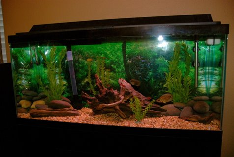 Rated #67: 30 Gallons Freshwater Fish Tank - Hey! This is my 30 Gallon Freshwater Tropical Fish Tank. All the driftwood in this tank is natural that I found in the lake, also the rocks were found in the river. All the plants are artificial plants. All my fish are in the Semi-Aggresive Tropical catogory except the cherry barbs and the pleco. Rated #67: 30 Gallons Freshwater Fish Tank - Hey! This is my 30 Gallon Freshwater Tropical Fish Tank. All the driftwood in this tank is natural that I found in the lake, also the rocks were found in the river. All the plants are artificial plants. All my fish are in the Semi-Aggresive Tropical catogory except the cherry barbs and the pleco.