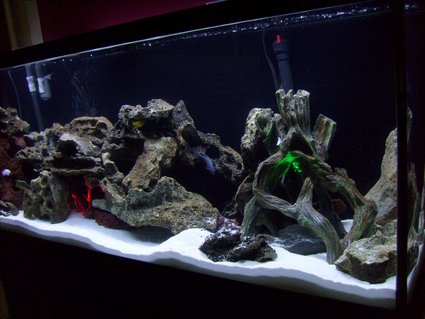 Rated #54: 55 Gallons Freshwater Fish Tank - My 55 gal cichlid tank w/Lake Malawi cichlids...white sand...2 underwater lights...green and red. Lace Rock. Using a fluval 305 canister filter. An overhead dual coral life aquarium lite w/one blue bulb and one white bulb. Rated #54: 55 Gallons Freshwater Fish Tank - My 55 gal cichlid tank w/Lake Malawi cichlids...white sand...2 underwater lights...green and red. Lace Rock. Using a fluval 305 canister filter. An overhead dual coral life aquarium lite w/one blue bulb and one white bulb.