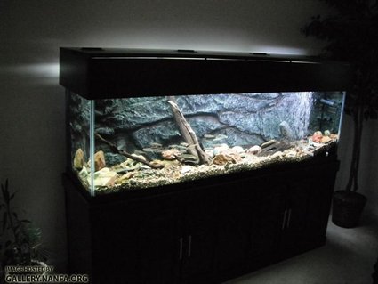 Rated #9: 125 Gallons Freshwater Fish Tank - Full Aquarium Setup Rated #9: 125 Gallons Freshwater Fish Tank - Full Aquarium Setup
