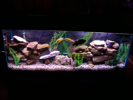 Rated #24: 55 Gallons Freshwater Fish Tank - this is my cichlid tank with plenty of river rocks and fake plants. I have also built homemade moon lights for it and the fish seem to like it because they breed well. Rated #24: 55 Gallons Freshwater Fish Tank - this is my cichlid tank with plenty of river rocks and fake plants. I have also built homemade moon lights for it and the fish seem to like it because they breed well.