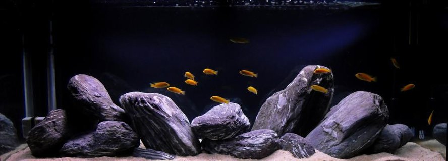 Rated #17: 63 Gallons Freshwater Fish Tank - yellow lab tank Rated #17: 63 Gallons Freshwater Fish Tank - yellow lab tank