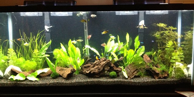 Rated #20: 55 Gallons Freshwater Fish Tank - 55G FW Tropical with rainbows, tetras, platies, bolivian rams, gouramis, american flagfish, redtail black shark, singapore shrimp, ghost shrimp, rili shrimp Rated #20: 55 Gallons Freshwater Fish Tank - 55G FW Tropical with rainbows, tetras, platies, bolivian rams, gouramis, american flagfish, redtail black shark, singapore shrimp, ghost shrimp, rili shrimp