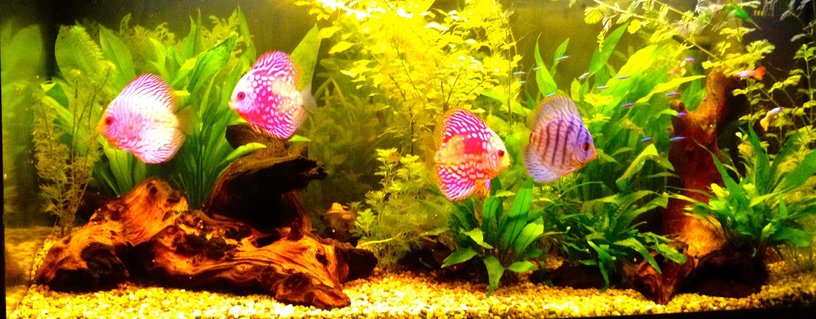 Rated #12: 40 Gallons Freshwater Fish Tank - discus Rated #12: 40 Gallons Freshwater Fish Tank - discus