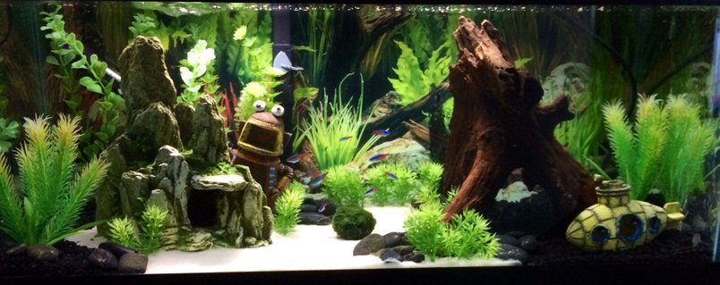 Rated #16: 20 Gallons Freshwater Fish Tank - 20 Gallon-Long tank in my cubicle at work. Rated #16: 20 Gallons Freshwater Fish Tank - 20 Gallon-Long tank in my cubicle at work.