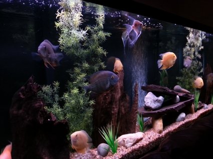 Rated #10: 150 Gallons Freshwater Fish Tank - My severum tank. Rated #10: 150 Gallons Freshwater Fish Tank - My severum tank.