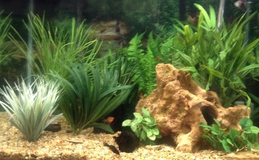 Rated #74: 57 Gallons Freshwater Fish Tank - 57 gal freshwater Tetra tank with plastic plants Rated #74: 57 Gallons Freshwater Fish Tank - 57 gal freshwater Tetra tank with plastic plants