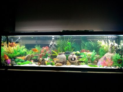 Rated #13: 125 Gallons Freshwater Fish Tank - I did this tank for new born baby girl Rated #13: 125 Gallons Freshwater Fish Tank - I did this tank for new born baby girl