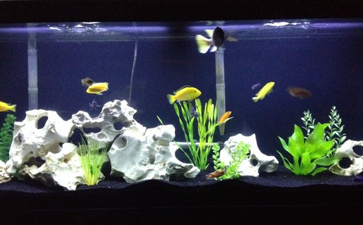 Rated #29: 55 Gallons Freshwater Fish Tank - My Tank Rated #29: 55 Gallons Freshwater Fish Tank - My Tank
