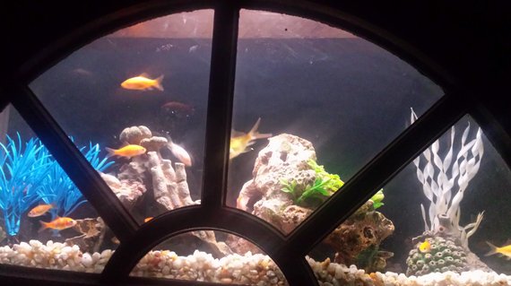 Rated #72: 4 Gallons Freshwater Fish Tank - current Rated #72: 4 Gallons Freshwater Fish Tank - current
