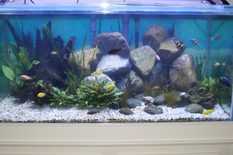 Rated #18: 100 Gallons Freshwater Fish Tank - My first freshwater tank at 8 weeks Rated #18: 100 Gallons Freshwater Fish Tank - My first freshwater tank at 8 weeks