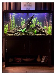 Rated #1: 60 Gallons Freshwater Fish Tank - After umpteen trips to various stores for lighting, plants, fish and such, plus equally umpteen deliveries from Amazon for hardware, test kits, etc., this is where I am right now with my new tank. I wanted to create a possible scene from a lake bed in which the fish will have plenty of hiding places and hopefully feel at ease, with their comfort being my first priority, but I tried to balance that with a sort of purposely unkempt/wild look to everything (without looking like no thought was given to it, which I found is harder to do than it sounds), even though I used all artificial plants (but everything else is real, including the driftwood, riverbed gravel and rocks). It\'s still cycling just a bit, so it\'s a little cloudy, but I figured it\'s clear enough to show enough detail to go ahead and grab a picture of it.
Visible in this one are a flame dwarf gourami, some kind of yellow-and-black-and-orange platy that I think might be pregnant, another yellow-and-orange platy, two Bolivians rams, several zebra danios, neon black tetras, a baby rainbow fish, a couple of mollies and some guppies. I have no idea where the hillstream loach is, though, but he\'s still in there somewhere. :) Rated #1: 60 Gallons Freshwater Fish Tank - After umpteen trips to various stores for lighting, plants, fish and such, plus equally umpteen deliveries from Amazon for hardware, test kits, etc., this is where I am right now with my new tank. I wanted to create a possible scene from a lake bed in which the fish will have plenty of hiding places and hopefully feel at ease, with their comfort being my first priority, but I tried to balance that with a sort of purposely unkempt/wild look to everything (without looking like no thought was given to it, which I found is harder to do than it sounds), even though I used all artificial plants (but everything else is real, including the driftwood, riverbed gravel and rocks). It's still cycling just a bit, so it's a little cloudy, but I figured it's clear enough to show enough detail to go ahead and grab a picture of it.
Visible in this one are a flame dwarf gourami, some kind of yellow-and-black-and-orange platy that I think might be pregnant, another yellow-and-orange platy, two Bolivians rams, several zebra danios, neon black tetras, a baby rainbow fish, a couple of mollies and some guppies. I have no idea where the hillstream loach is, though, but he's still in there somewhere. :)