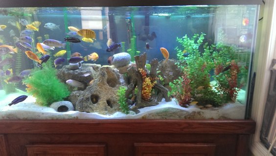 Rated #53: 120 Gallons Freshwater Fish Tank - Assortment of African Cichlids - All from Lake Malawi Rated #53: 120 Gallons Freshwater Fish Tank - Assortment of African Cichlids - All from Lake Malawi