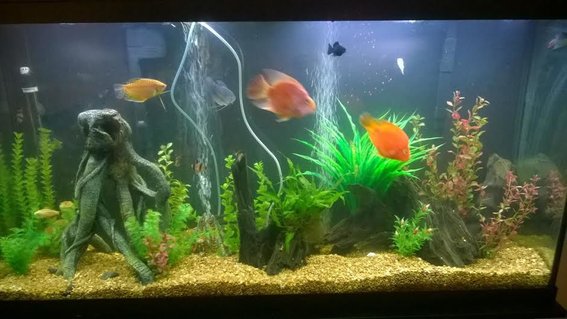 Rated #78: 60 Gallons Freshwater Fish Tank - 60 gallon tank with fake plants and real drift wood Rated #78: 60 Gallons Freshwater Fish Tank - 60 gallon tank with fake plants and real drift wood