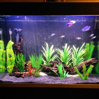 Rated #37: 75 Gallons Freshwater Fish Tank - Working progress Rated #37: 75 Gallons Freshwater Fish Tank - Working progress