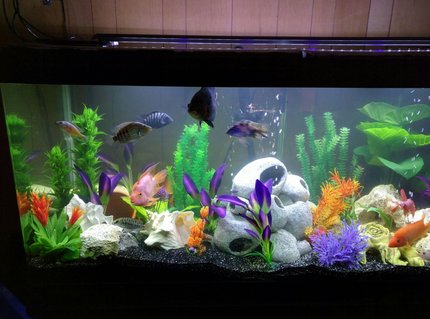 Rated #55: 168 Gallons Freshwater Fish Tank - New set up Rated #55: 168 Gallons Freshwater Fish Tank - New set up