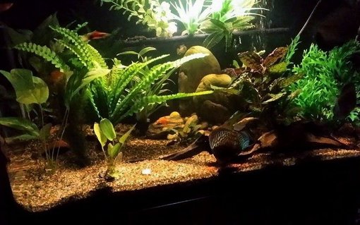 Rated #5: 100 Gallons Freshwater Fish Tank - Discus tank, Amazon night light Rated #5: 100 Gallons Freshwater Fish Tank - Discus tank, Amazon night light