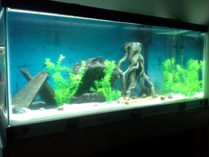 Rated #69: 75 Gallons Freshwater Fish Tank - 2 8\ Rated #69: 75 Gallons Freshwater Fish Tank - 2 8" bala sharks, 1 8" tinfoil barb, 1 6" redtail shark, 2 pictus cats (one 5", one 4") 7 tiger barbs (3 albino)