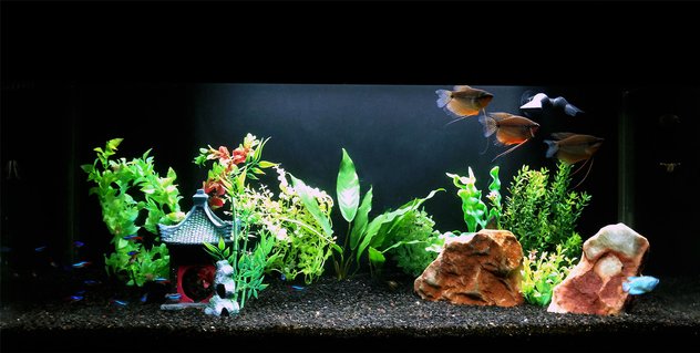 Rated #12: 40 Gallons Freshwater Fish Tank - Gourami Temple Rated #12: 40 Gallons Freshwater Fish Tank - Gourami Temple
