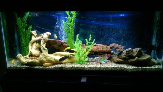Rated #29: 55 Gallons Freshwater Fish Tank - Back in action... Rated #29: 55 Gallons Freshwater Fish Tank - Back in action...