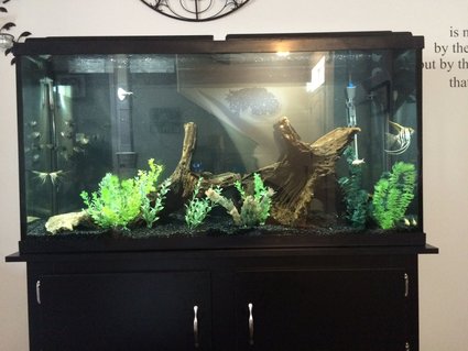 Rated #21: 60 Gallons Freshwater Fish Tank - 60 gallon amazonian tank. Rated #21: 60 Gallons Freshwater Fish Tank - 60 gallon amazonian tank.