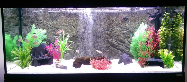 Rated #54: 55 Gallons Freshwater Fish Tank - Fluval Roma 240 Rated #54: 55 Gallons Freshwater Fish Tank - Fluval Roma 240