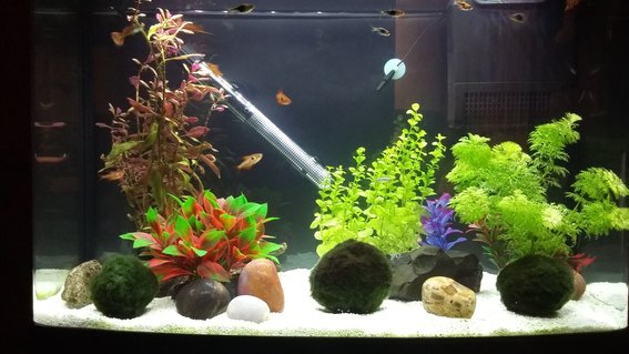 Rated #67: 16 Gallons Freshwater Fish Tank - One plastic plant and weighted and potted plants and moss balls. A relatively peaceful community tank with one feisty guppy and a dive bombing red phantom. Rated #67: 16 Gallons Freshwater Fish Tank - One plastic plant and weighted and potted plants and moss balls. A relatively peaceful community tank with one feisty guppy and a dive bombing red phantom.