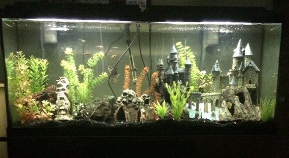 Rated #66: 55 Gallons Freshwater Fish Tank - This is my 55 gallon freshwater fish tank. Mainly tropical fish if anybody\'s into that. This is my first tank but I\'ve had it for a few years so hope you enjoy. (: Rated #66: 55 Gallons Freshwater Fish Tank - This is my 55 gallon freshwater fish tank. Mainly tropical fish if anybody's into that. This is my first tank but I've had it for a few years so hope you enjoy. (: