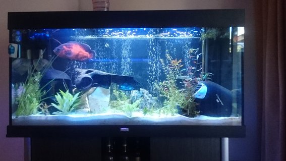 Rated #58: 96 Gallons Freshwater Fish Tank - 96 gallon south american Rated #58: 96 Gallons Freshwater Fish Tank - 96 gallon south american